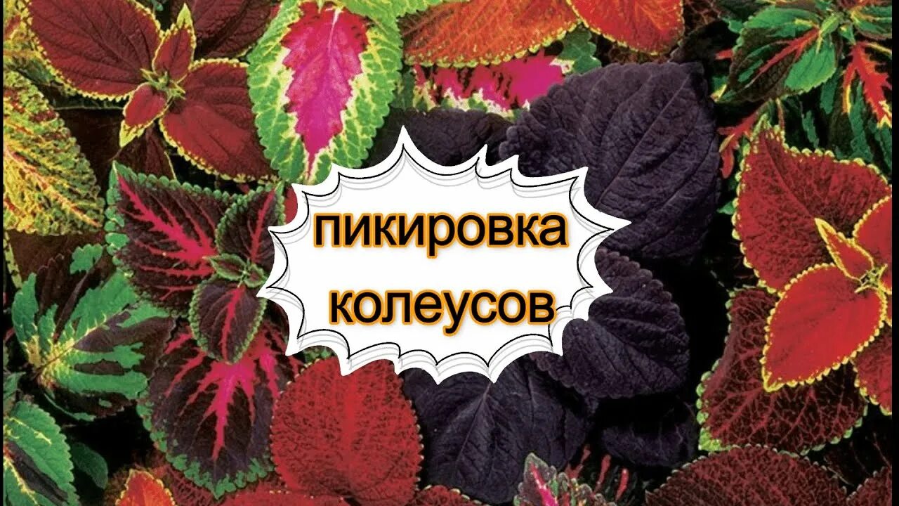 Как посадить колеус. Как посадить колеус