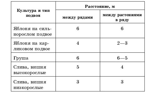 На каком расстоянии сажать груши друг