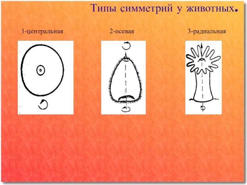 Типы симметрии животных таблица - TouristMaps.ru