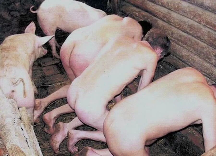 Порно Со Свиньей