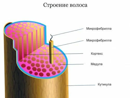 Медула Кортекс кутикула. Строение волоса. Строение стержня волоса. Строение волоса человека. Кортекс волос