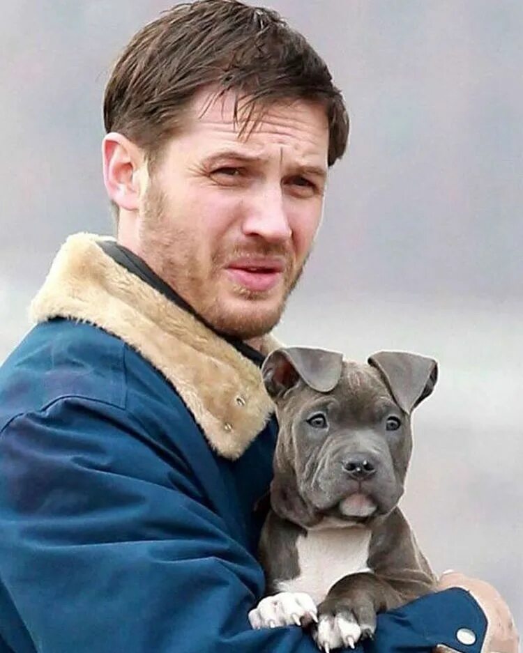 Собака том. Том харди. tom hardy общак. том харди с собакой. собака тома харди.