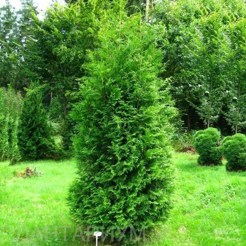 Кредит без предоплат. Наші гроші львів. Cashtoyou. Кэш ту ю займ. Туя западная брабант.