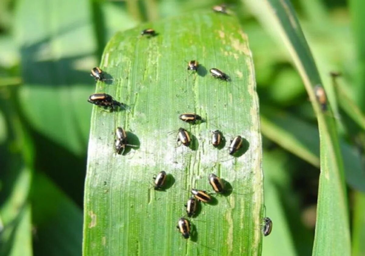 Щавелевый листоед. Хлебная полосатая блошка (phyllotreta vittula redt. Крестоцветная блошка. Жук листоед капустный. Жучки на ирисах.