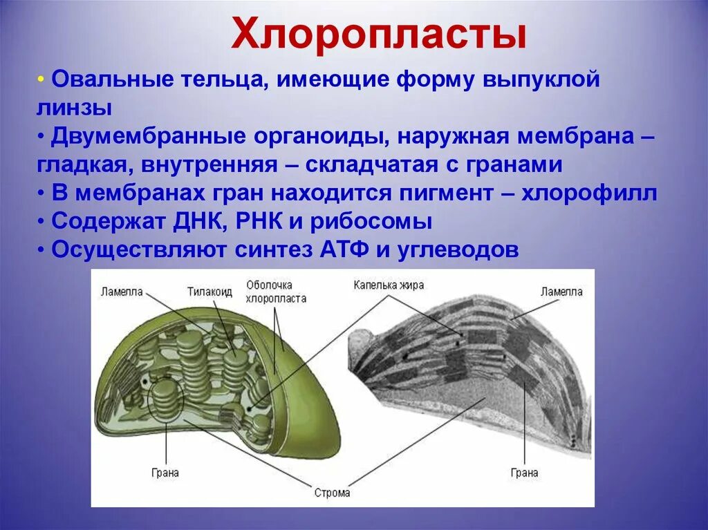 Хлоропласты имеют форму. Одномембранные органеллы хлоропласты. Органоид хлоропласт. Что содержит хлоропласт. Хлоропласты двумембранные органоиды.