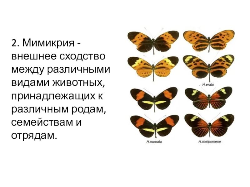 Искусство мимикрии в прогрессивном обществе 4 буквы