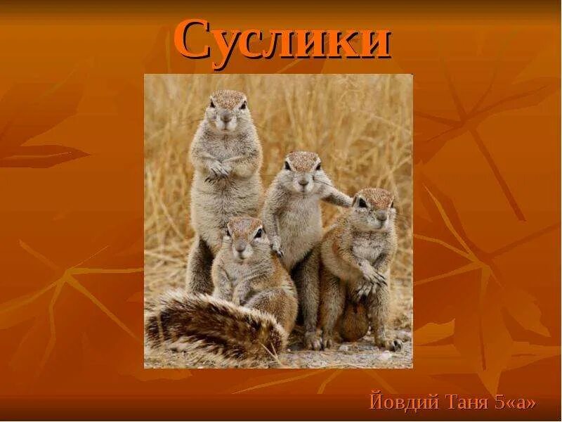 Информация о суслике. Суслики смотрят в даль. Доклад про суслика. Информация о суслике. Суслик степной.