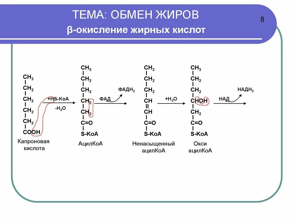 Окисление жирных кислот ФАД. Β-окисление жирных кислот. Окисление жирных кислот (β-окисление). Реакции b окисления жирных кислот.