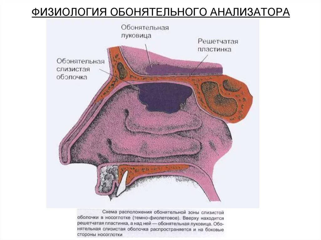 Обонятельный анализатор строение. Обонятельный анализатор физиология. Строение обонятельного анализатора человека схема. Строение рецепторов обонятельного анализатора. Обонятельный анализатор 8 класс