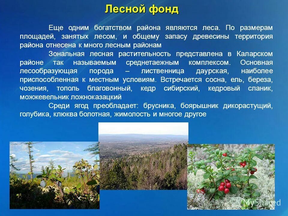 интразональные типы растительности. экстразональные типы растительности.