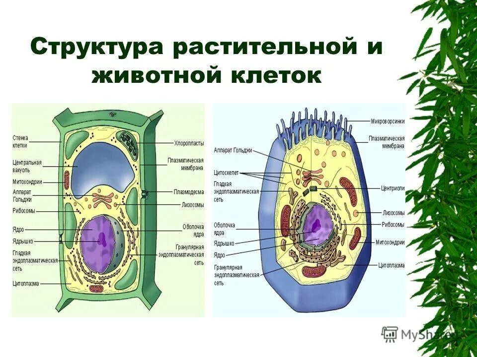 Что имеет растительная клетка. Схема строения животной и растительной клетки. Строение эукариотической растительной клетки. Эукариотическая клетка растения строение. Схема строения животной клетки и растительной клетки.