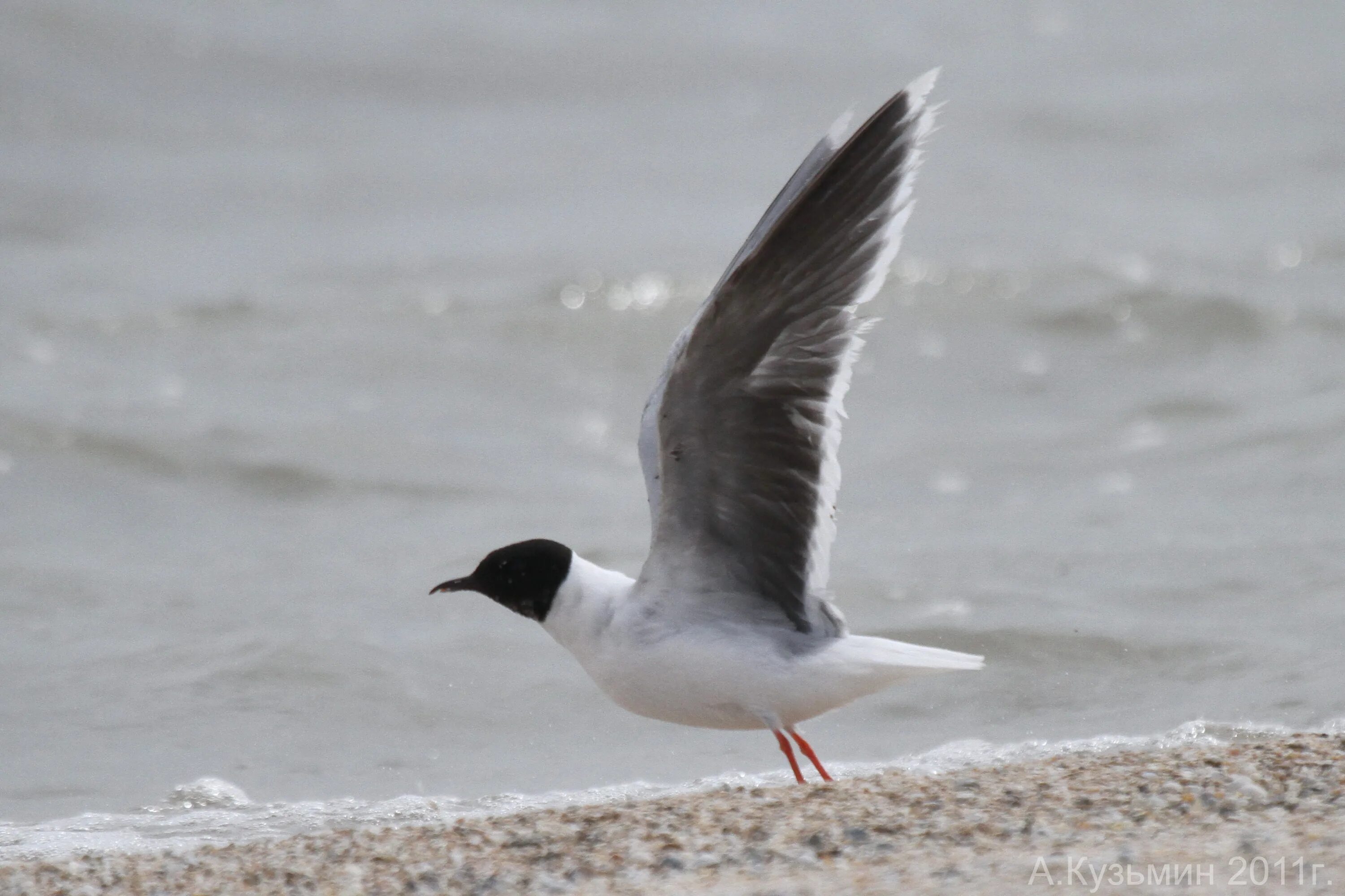 Похожи на чаек с черной головой. Малая Чайка. Larus minutus. Чайка малая (Larus minutus) — вымирающий вид. Малая Чайка красная книга.