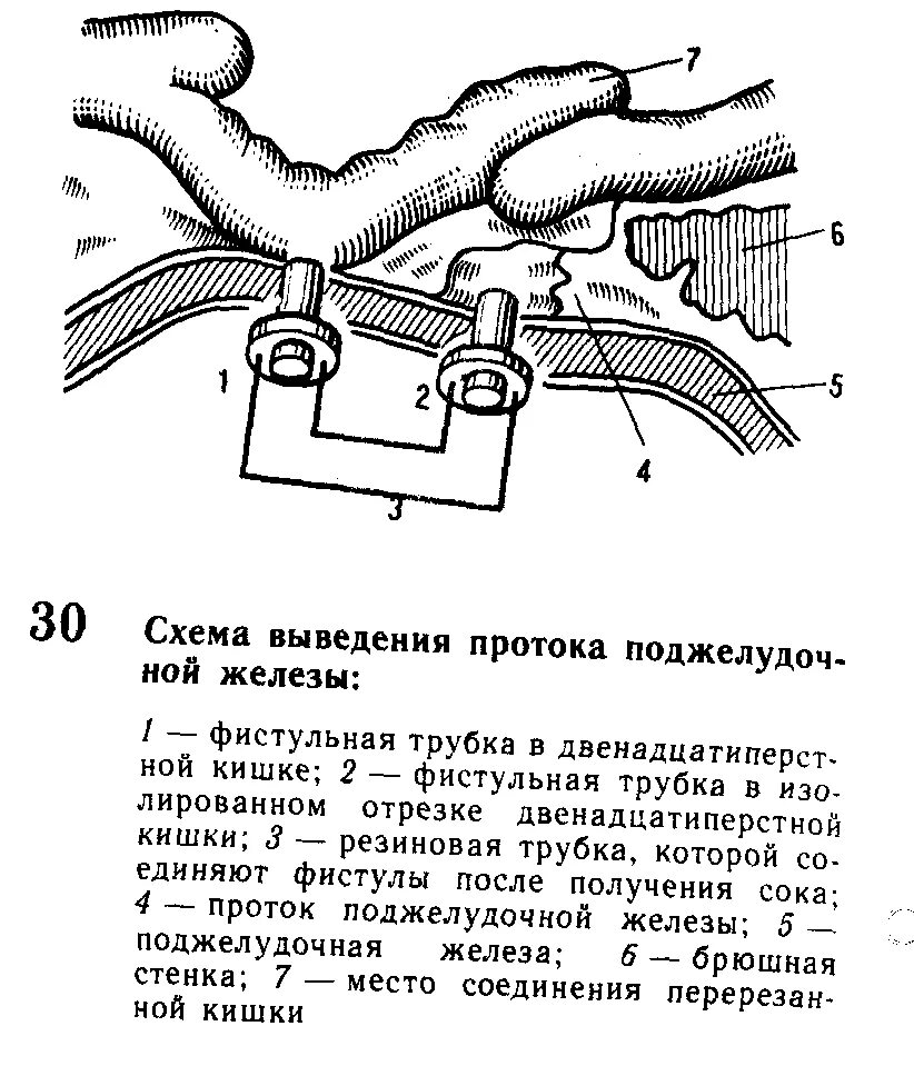 Имеет проток для выведения секрета