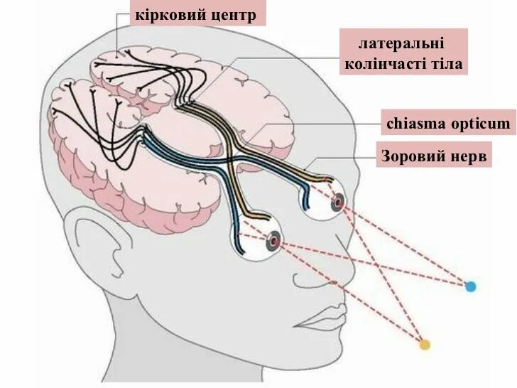 Зрительный нерв в головном мозге. Перекрест зрительного нерва схема. Зрительный нерв ,хиазма анатомия. Зрительный Перекрест анатомия. Промежуточный мозг Зрительная хиазма.