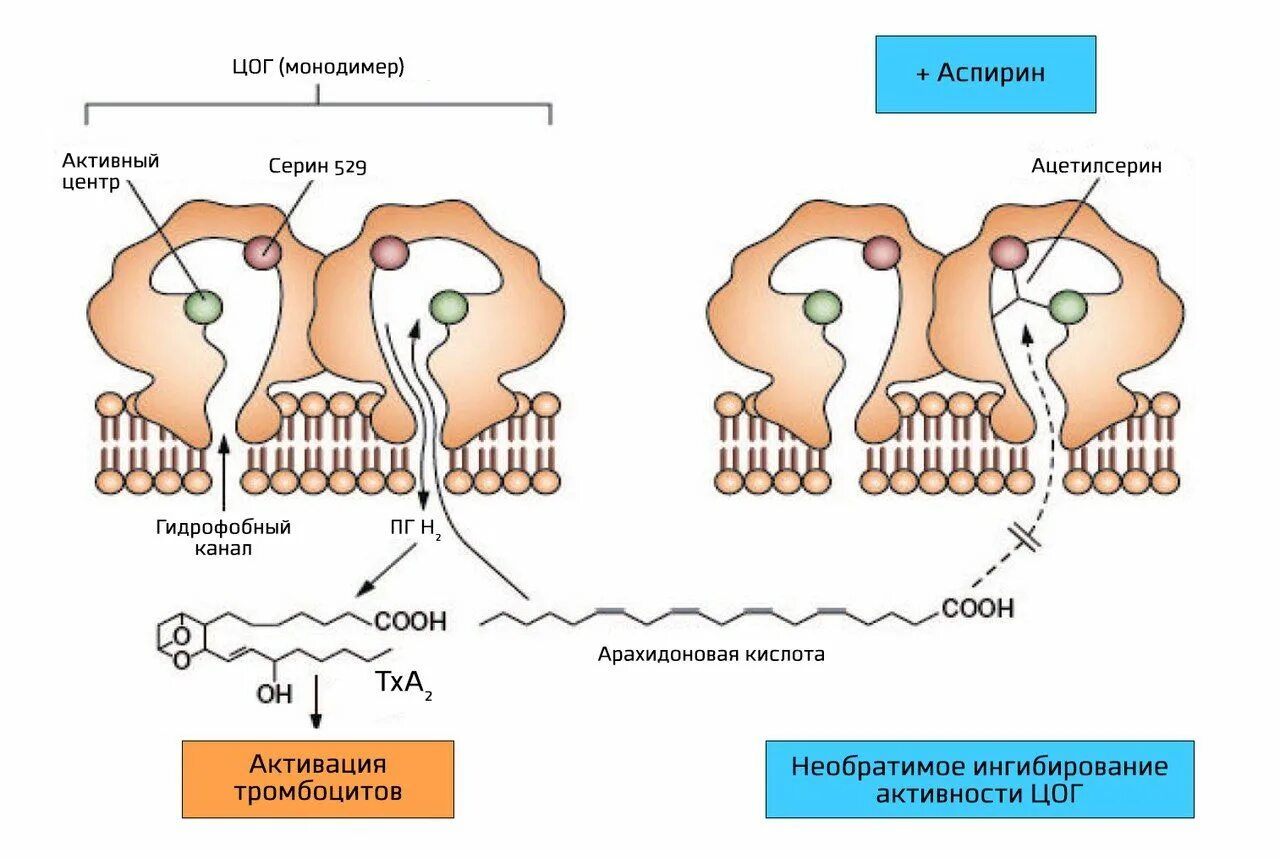 Механизм действия аспирина. Механизм действия тромбоксана. Тромбоксан а2 механизм. Циклооксигеназы тромбоцитов. ЦОГ 2 механизм действия.