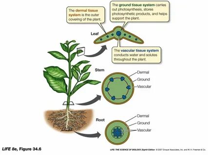 Plant body