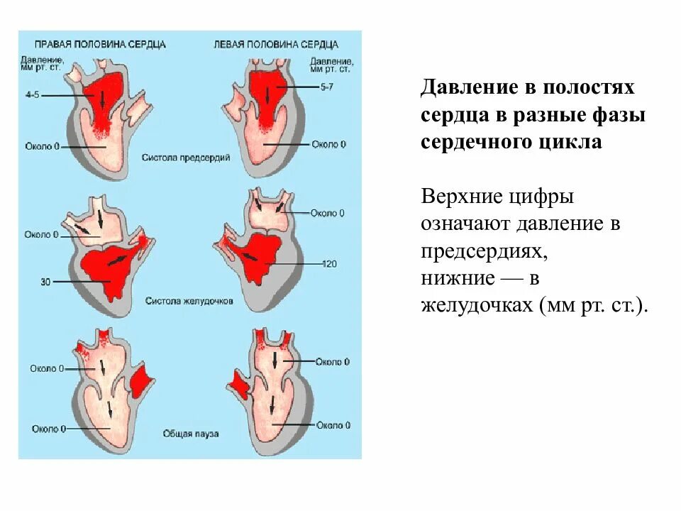 Размеры полостей сердца. Давление в полостях сердца в разные фазы сердечного цикла. фазы сердечного цикла и давление в полостях сердца:. изменение объема в полостях сердца в разные фазы сердечного цикла.