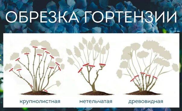 Весенняя обрезка гортензии метельчатой, древовидной, крупнолистной