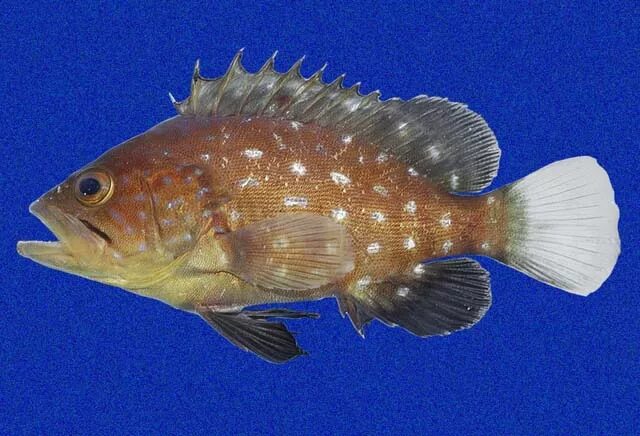 Epinephelus flavocaeruleus. Песочный группер. Гарибальди рыба. Bass Grouper.