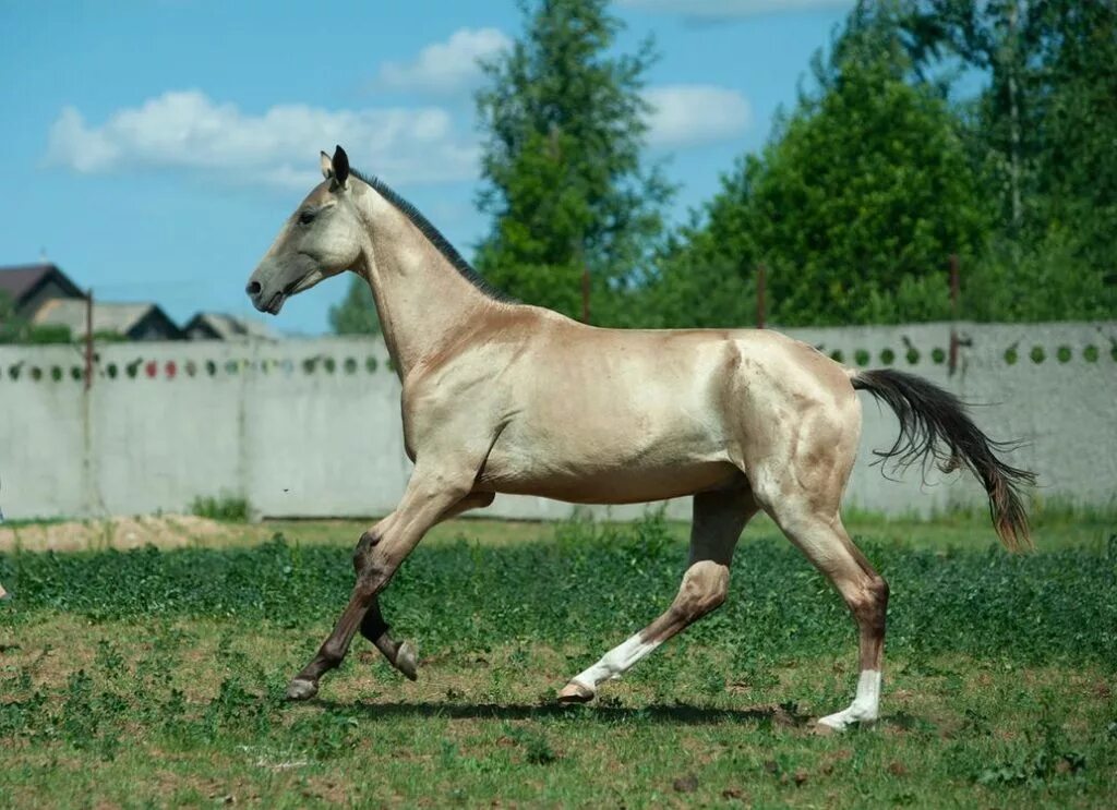 Жеребец сканворд 5