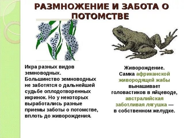 Особенности поведения земноводных. Размножение земноводных 7 класс. земноводные цикл развития. размножение земноводных 7 кратко. размножение земноводных 7 класс биология.