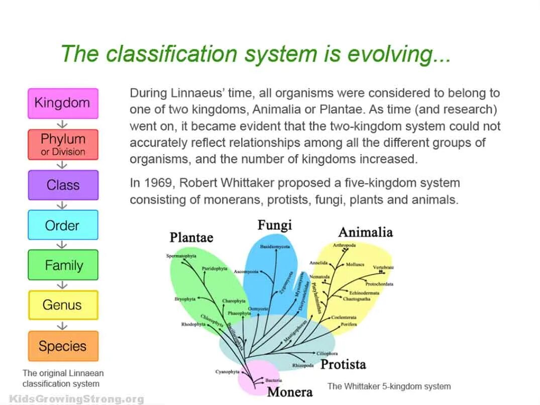 Classification system