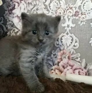 Авито животные смоленская