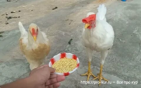 Можно бройлерам пшено