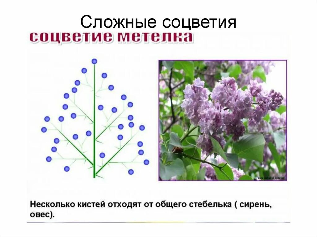 Сирень обыкновенная соцветие. Соцветие метелка сирень. Тип соцветия сирени. Схема соцветия сирени.