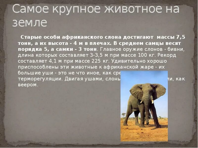 Масса самого большого животного на земле. Самое тяжелое животное на земле. Вес самца слона африканского. Вес африканского слона достигает. Высота африканского слона.