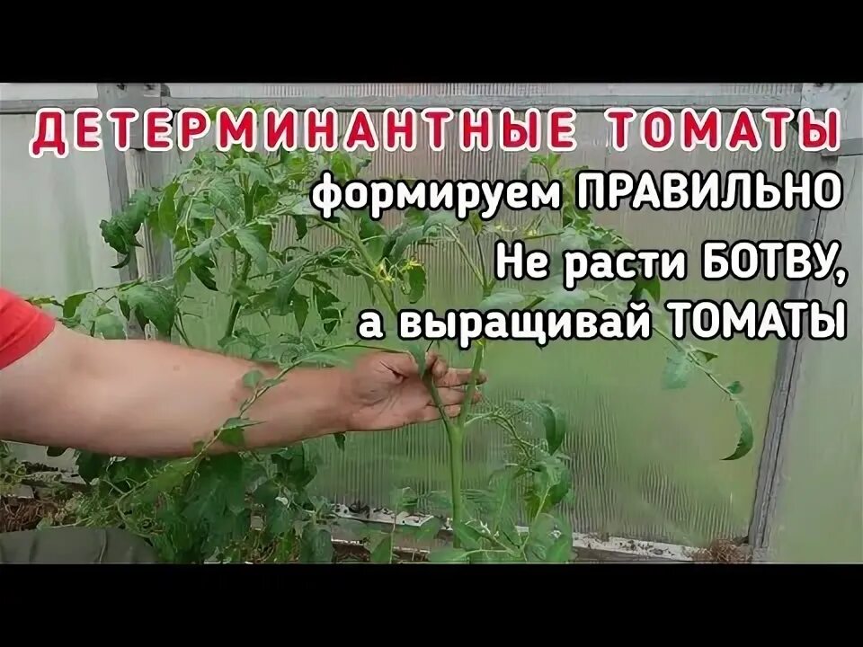 Как ухаживать за детерминантными помидорами