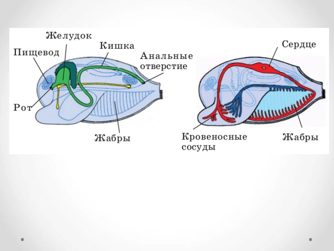 Какие органы дыхания характерны для наземных моллюсков. Класс двустворчатые моллюски дыхательная система. Дыхательная и кровеносная система двустворчатых моллюсков. Органы дыхательной системы моллюсков. Дыхательная система моллюсков схема.