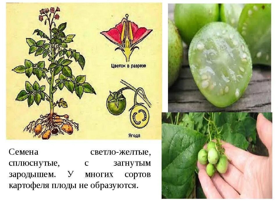 Тип плода картофеля. Плод картофеля. плод картофеля ягода. плод картофеля в разрезе. строение плода картофеля.