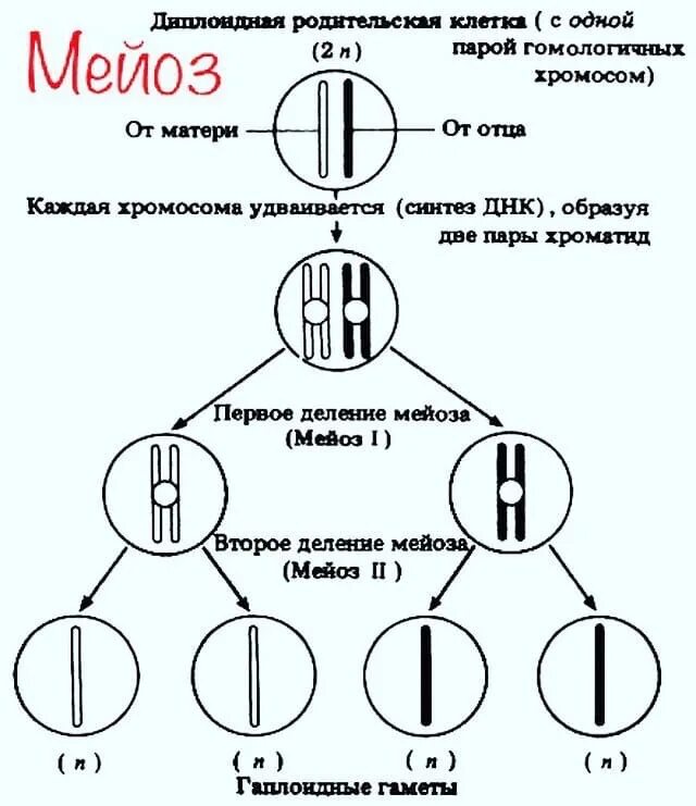 4n4c какая фаза. Схема основных этапов мейоза. Схема мейоза с 4 хромосомами. Схема мейоза редукционное деление. Стадии деления мейоза схема.