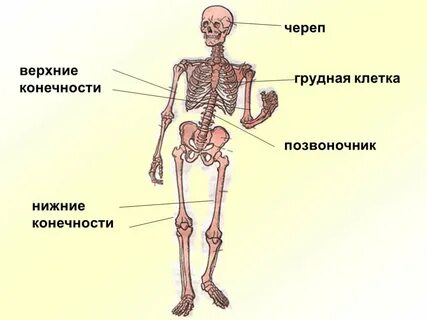 Опора туловища