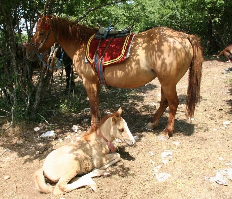 Купить лошадь приморский