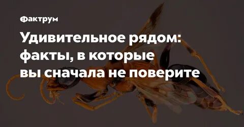 Ряду факт