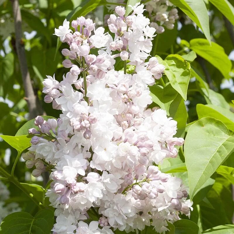 Сирень красавица москвы фото и описание. Сирень красавица Москвы. Syringa vulgaris krasavitsa Moskvy. Сирень обыкновенная krasavitsa Moskvy. Сорт сирени красавица Москвы.