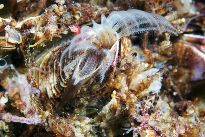Жители белого моря. Беспозвоночные белого моря. подводный мир белого моря. флора и фауна белого моря. белое море живность.