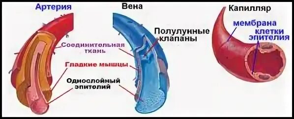 Средний слой артерий состоит