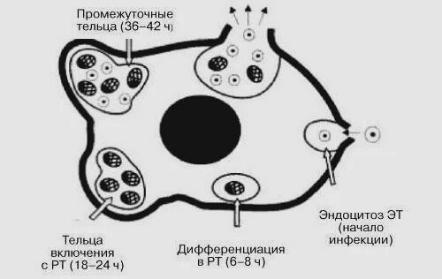 Хламидии трихомонады микоплазма. Хламидии промежуточные тельца. Схематическое изображение хламидий. Жизненный цикл хламидии.