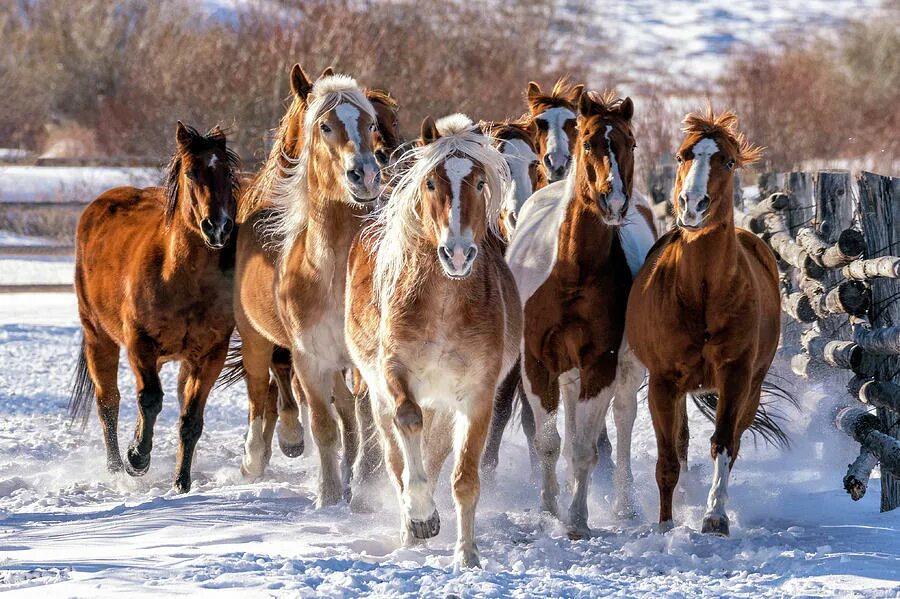 Исландская лошадь. Стало лошадей. Лошадь снег Киргизии. Исландия лошади бело-рыжие с канала n visiat.