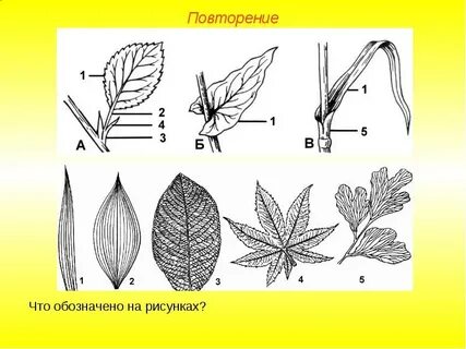 Внешнее строение листа форма жилкование