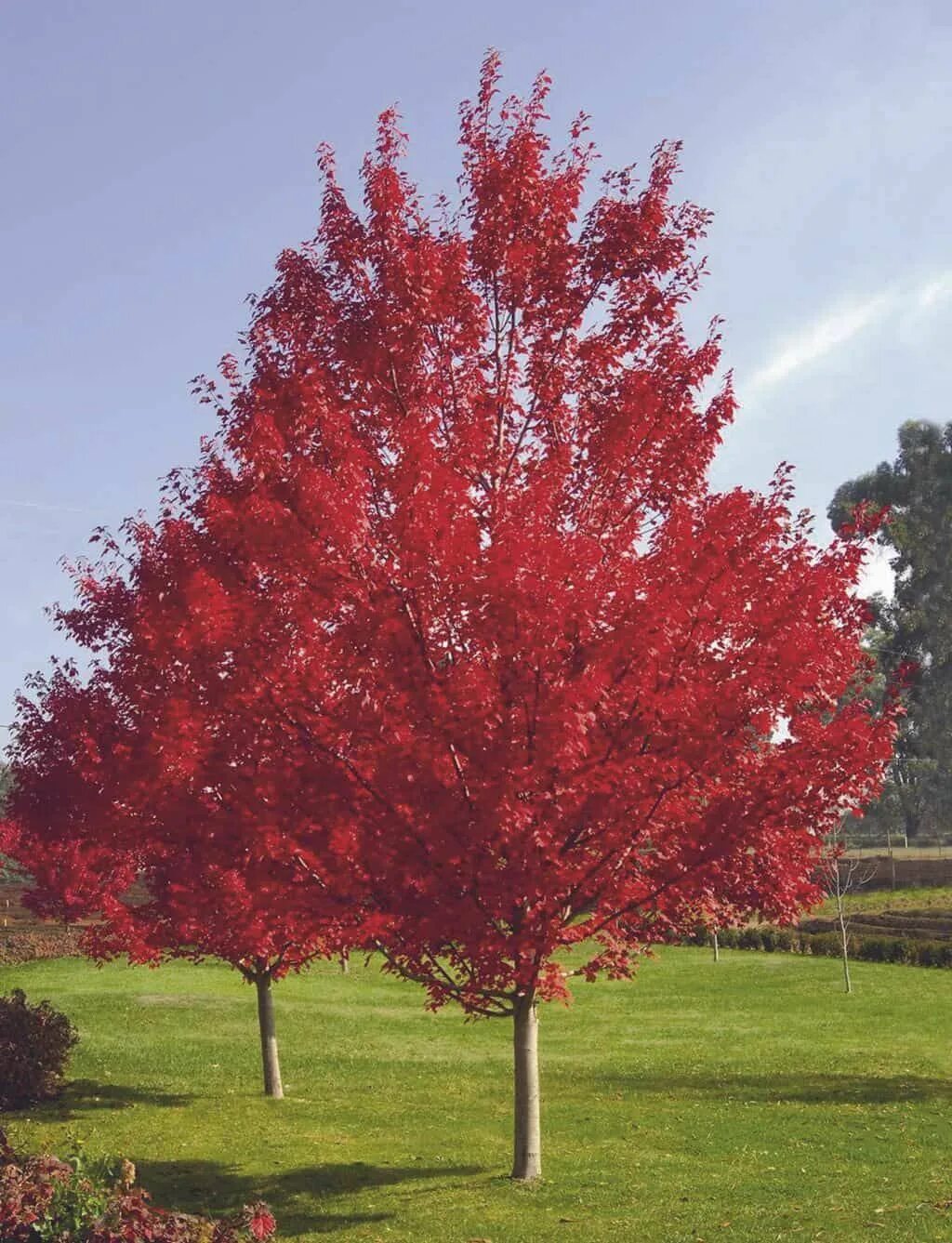 Красные деревья названия и фото. Дуб красный Quercus rubra. Клен канадский остролистный красный. Дуб канадский краснолистный. Клен красный Октобер Глори.