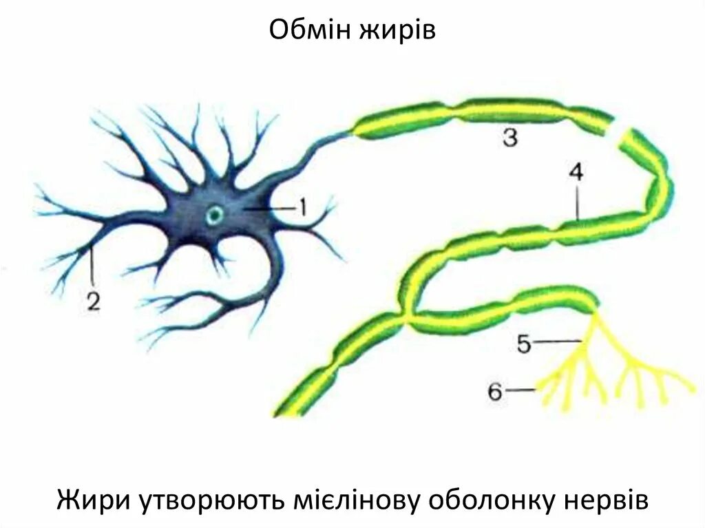 Короткие аксоны сильно ветвятся. Нейрон Аксон дендрит синапс. Нейрон дендриты это короткие отростки. Дендриты это короткие ветвящиеся отростки. Дендрит нейрона.