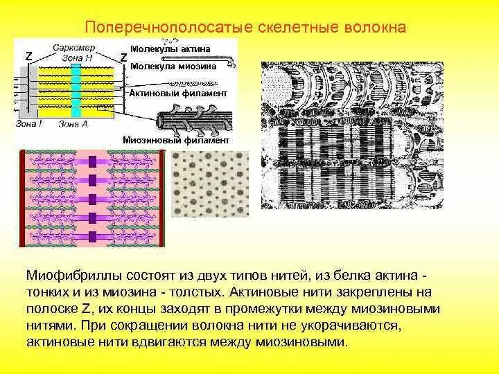 Каким номером на рисунке обозначена миофибрилла. Актиновые волокна. Сократительные и регуляторные белки скелетных мышц. Строение актинового волокна. Основные белки мышечного волокна.