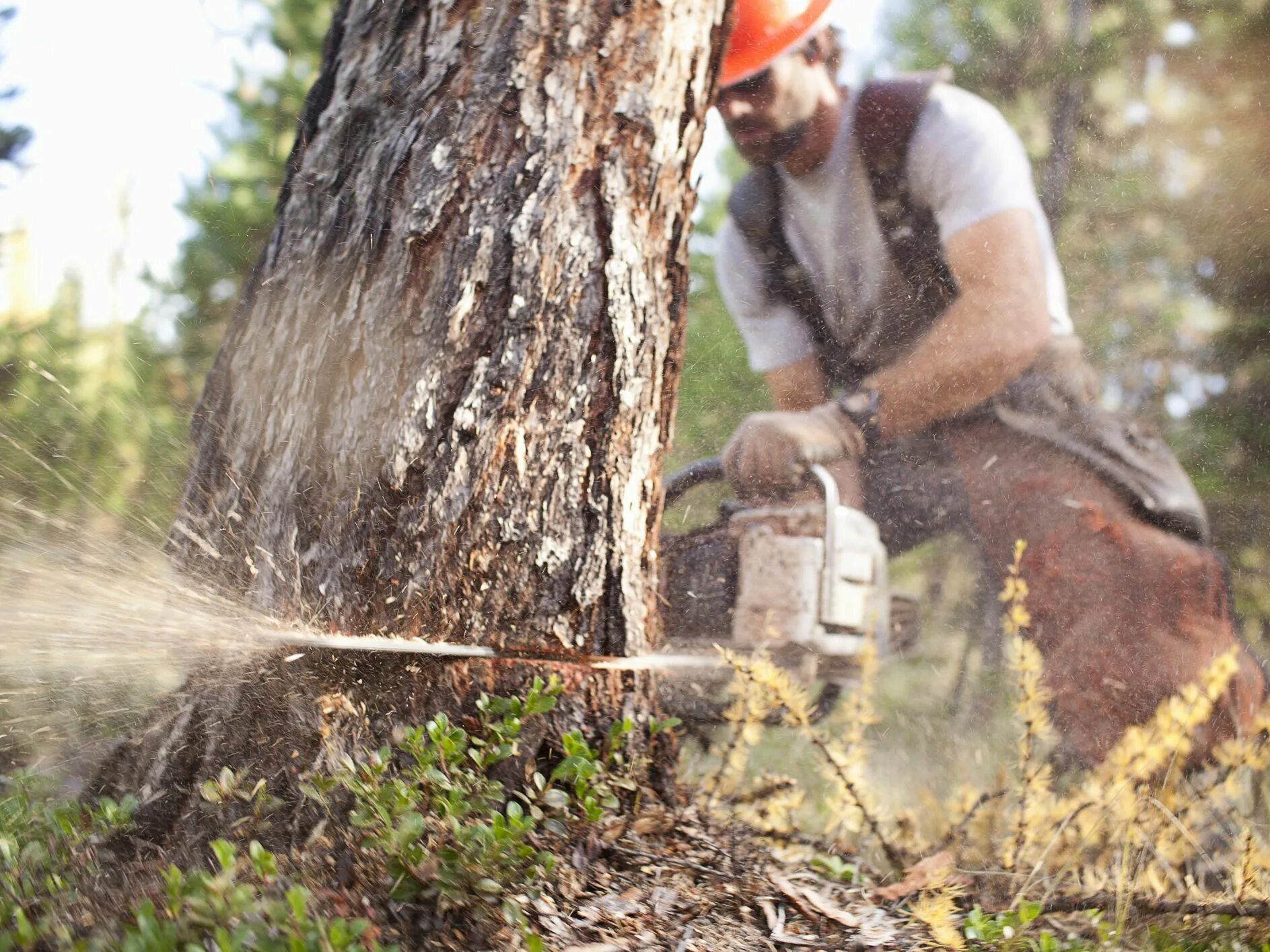 Лесоруб работа. Вальщик леса (лесоруб). Лесоруб информация. Лесоруб работа. Вальщик леса (лесоруб).