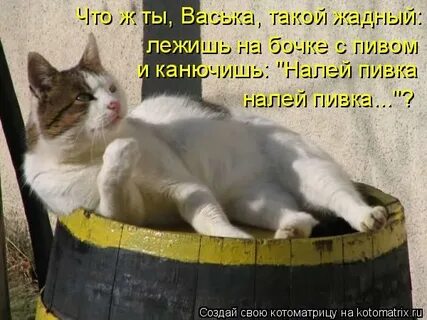 Кот на бочке