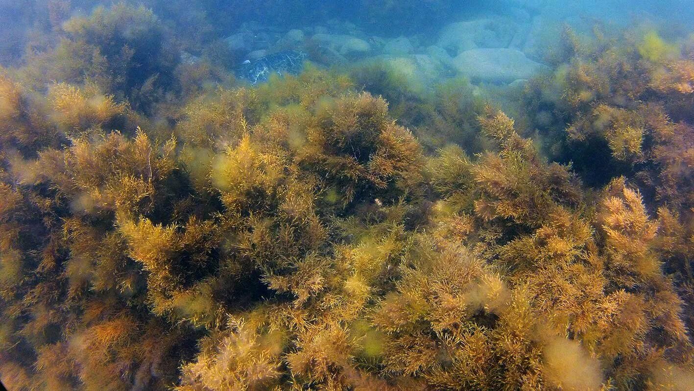Водоросли приморского края фото с названиями Первые мои подводные фотографии в Японском море Иллюстрированные заметки