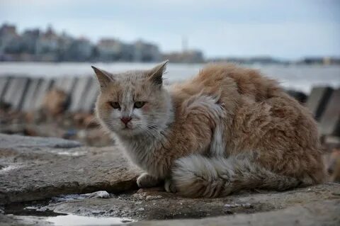 Уличные коты